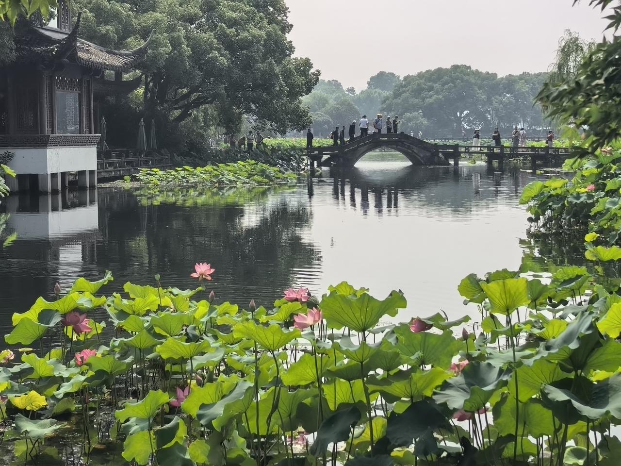 曲院风荷弄花影