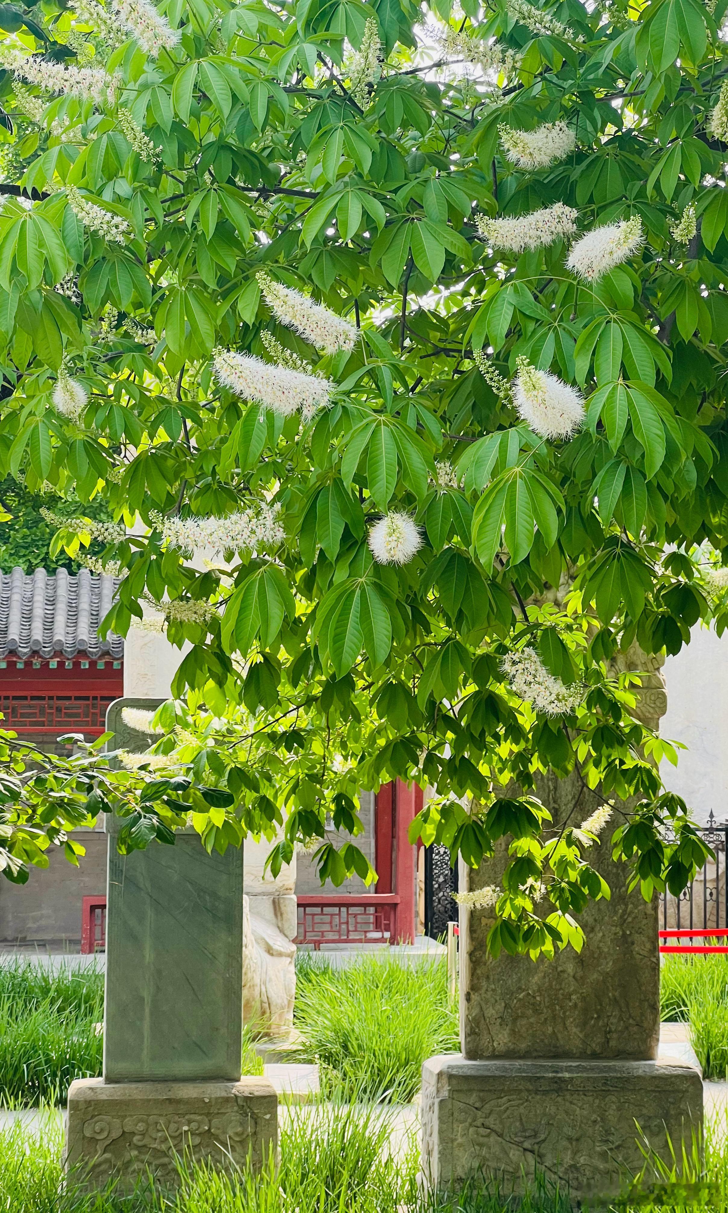 北京石刻艺术博物馆 七叶树开花了摄影​​​