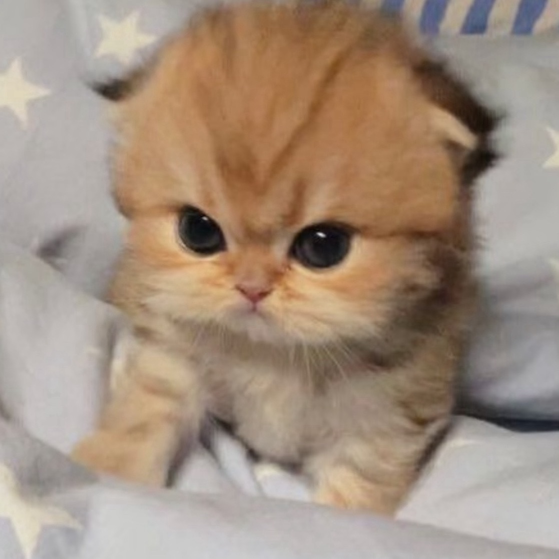 小猫 