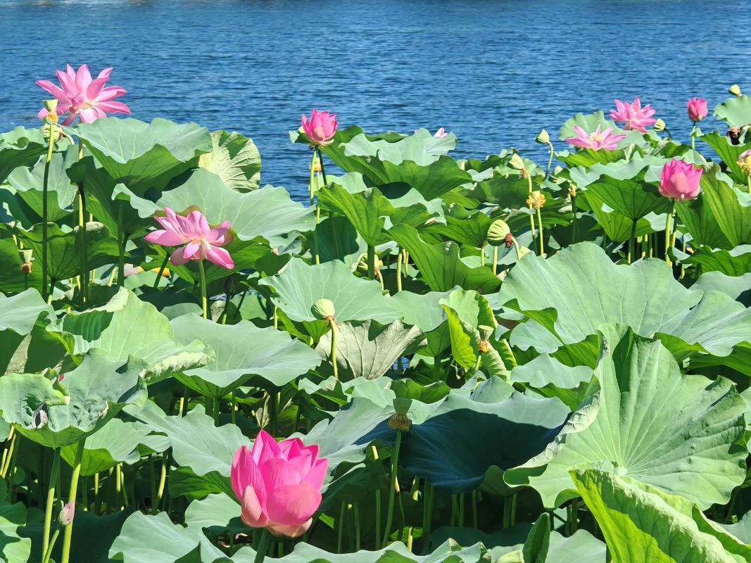 宋词（诗）景物描写佳句230例（十一）

51、愿春暂留，春归如过翼，一去无迹。