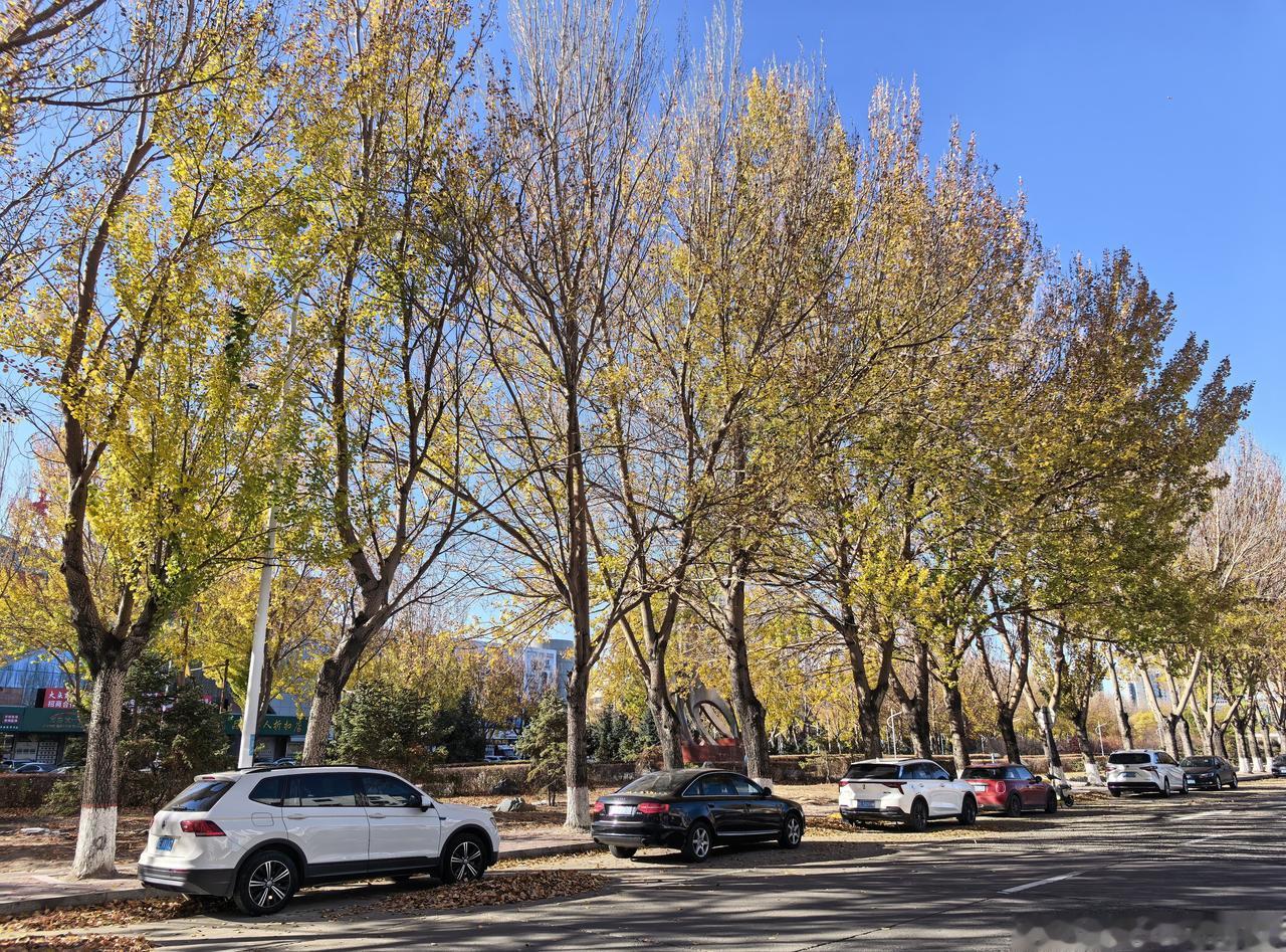 即便把车停在路中间，也要抓住秋天的尾巴。 ​​​