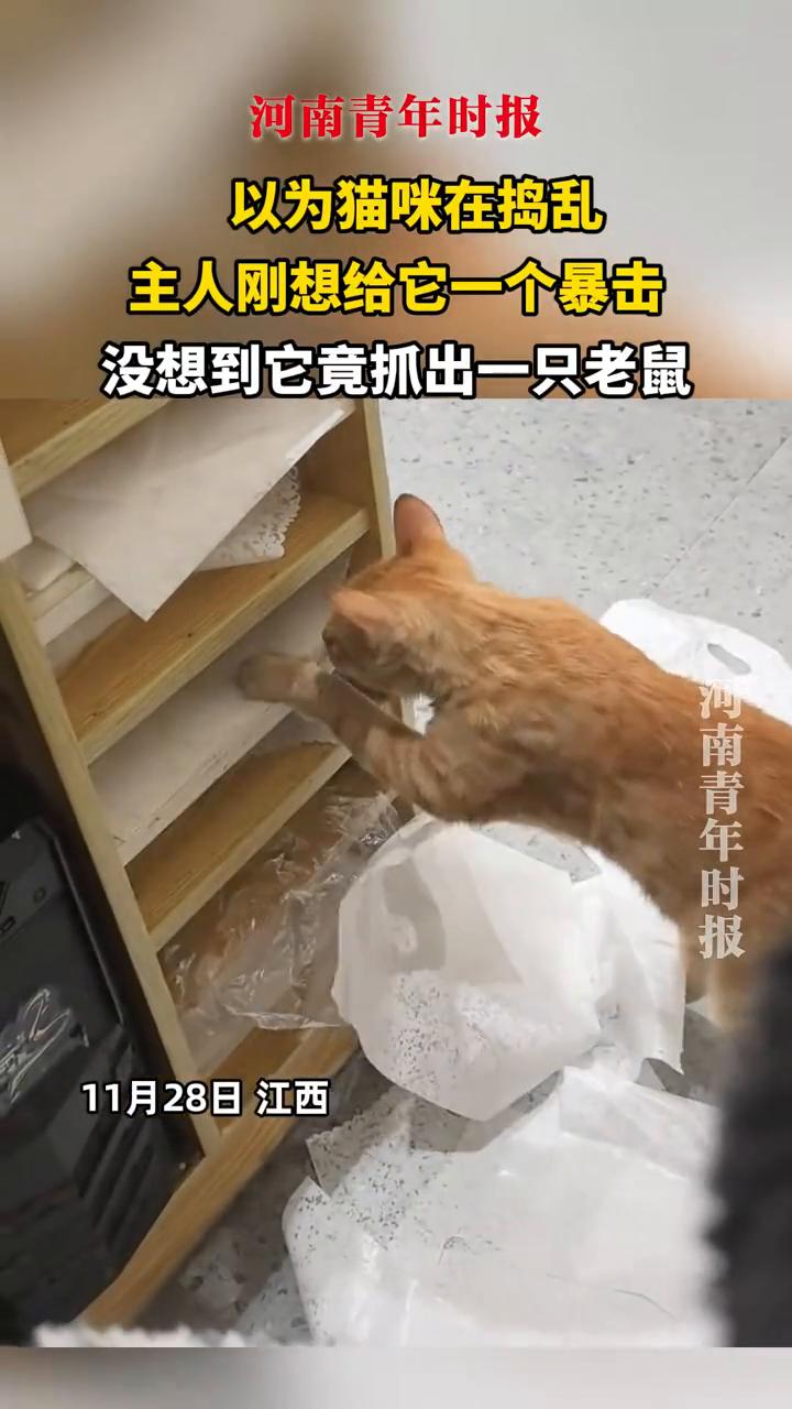 以为猫咪在捣乱，主人刚想给它一个暴击，没想到它竟抓出一只老鼠。
河南青年时报。