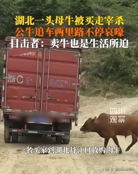 破防了！湖北，母牛被装车拉走宰杀，公牛狂追两里路一路哀嚎，多次逼停卡车，众人合力