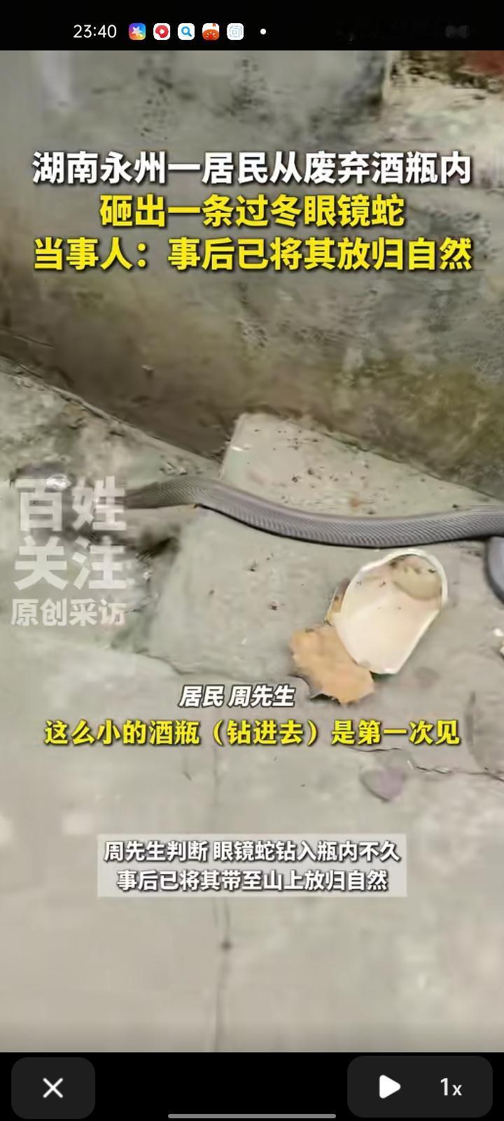 12月4日，永州市江永县。居民在废弃酒瓶里砸出一条过冬的眼镜蛇，这酒瓶是在田埂上