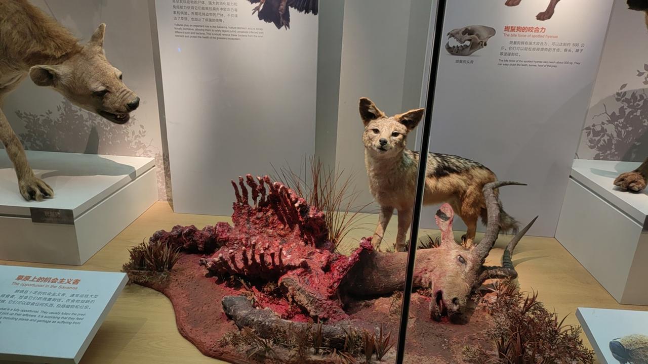 冬日生活打卡季动物的生存，自相残杀，强者为尊，弱者为贱，胜者为王，败者为寇。年轻