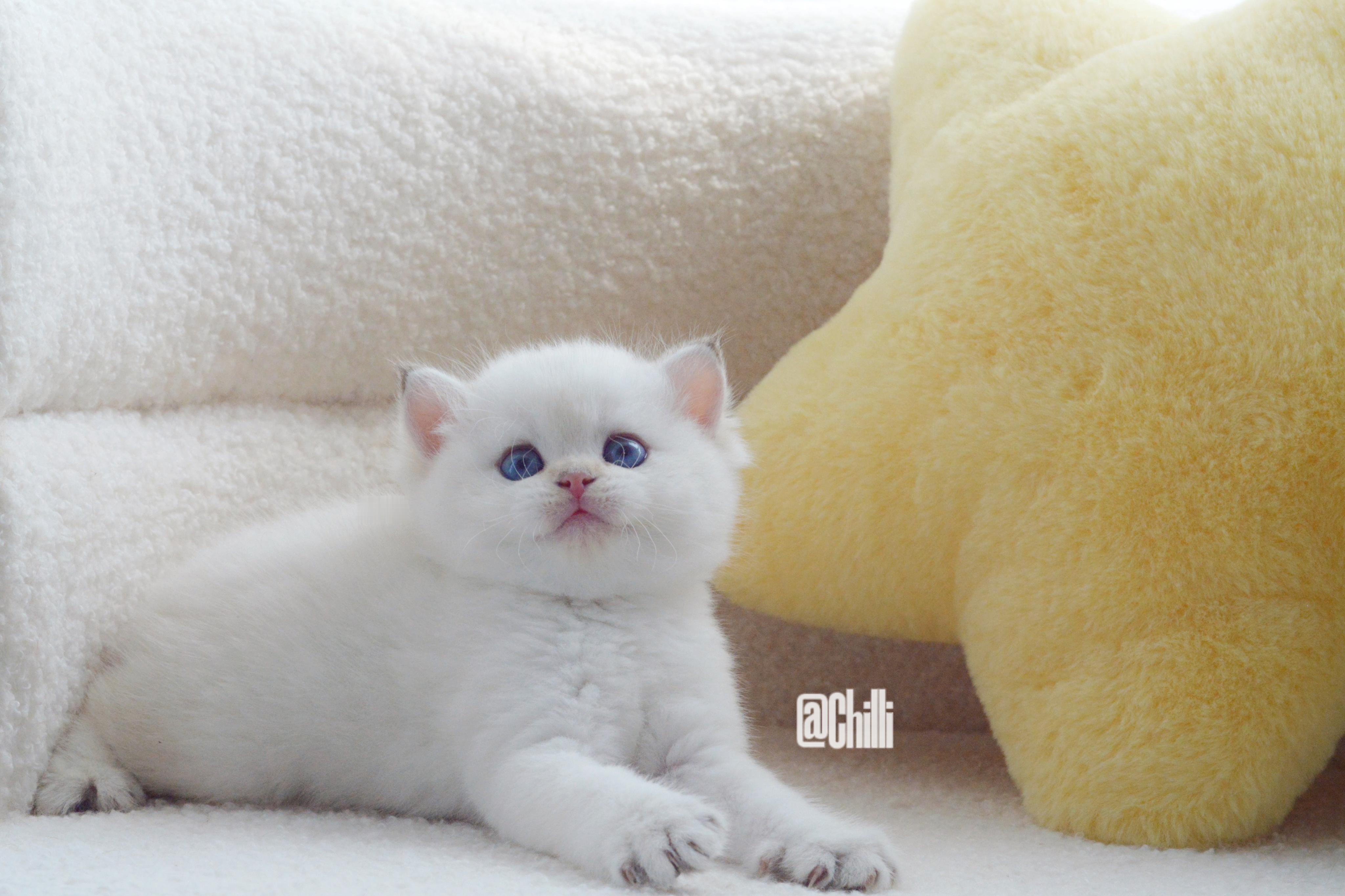 现猫二蛋四蛋2024.5.13番茄鸡蛋窝次金点英短男孩有兴趣🉑私信#英短金点色