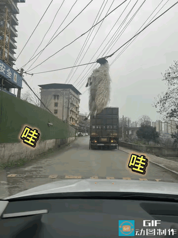 笑不活了！
      返程路上偶遇名场面，一只羊居然在电线上玩起了“荡秋千”，