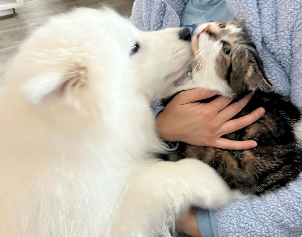 萨摩耶：这是什么？小猫咪！亲一下 