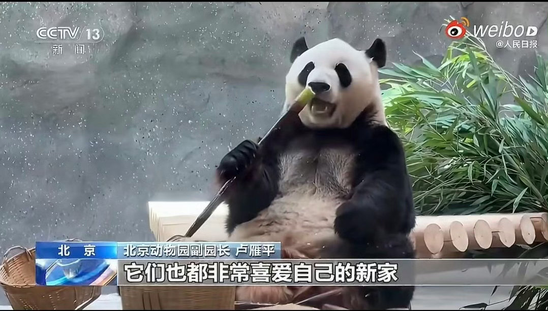 萌兰也是用上智能家居了看起来很开心的样子，面相不错