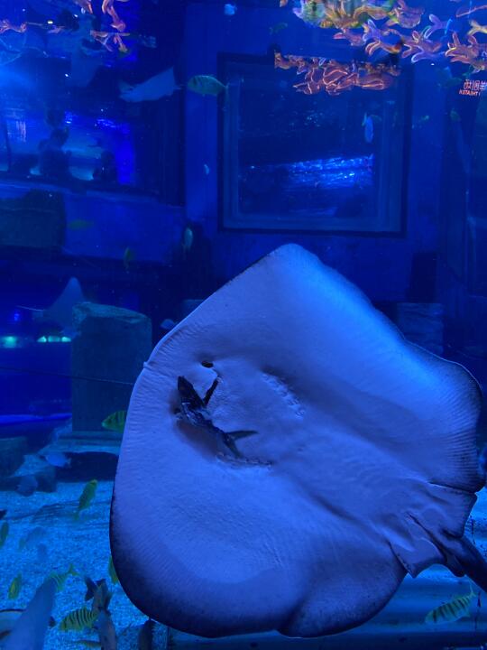 又看到有🐟在吃同事了…🥲