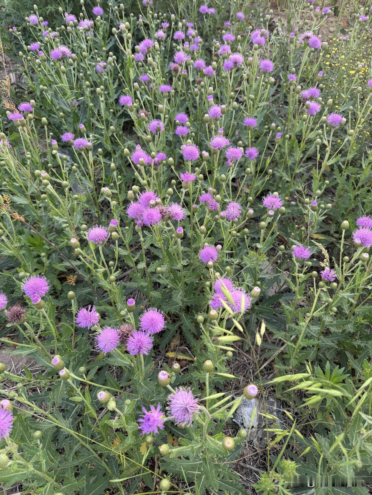 看看这堆花，你知道是什么花吗？真好看。但是满身是刺儿。这棵树又是什么树？黄黄的叶
