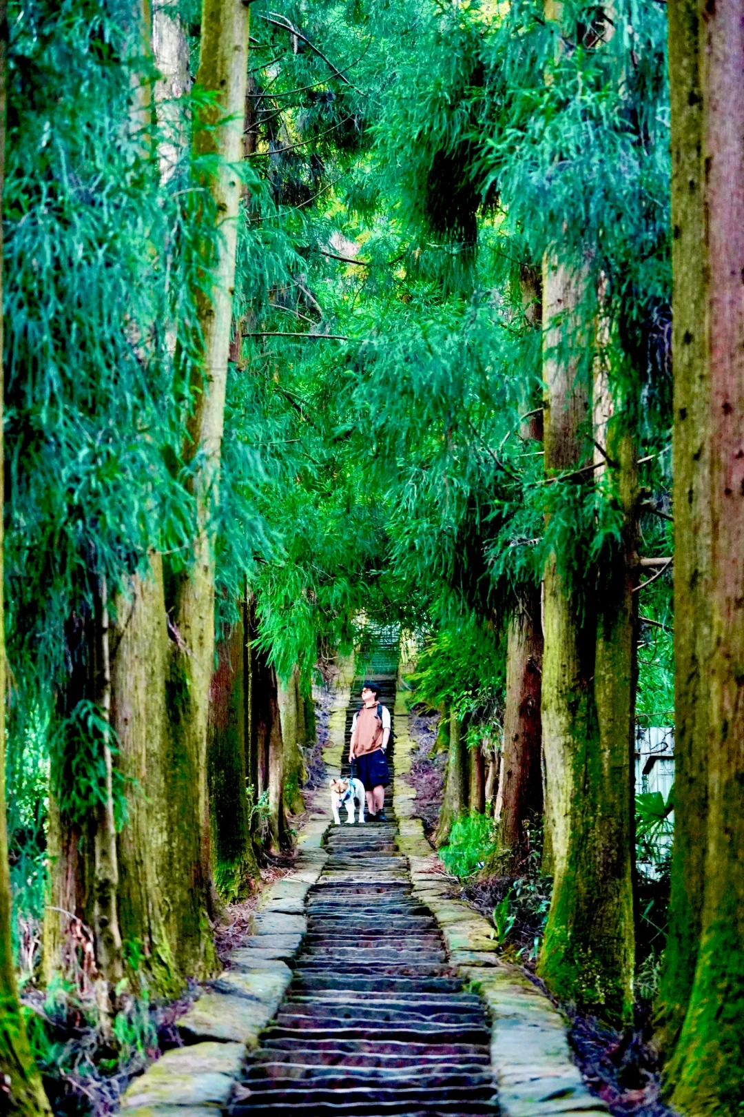 成都周边1.5h！宠物友好🐶森林徒步路线……