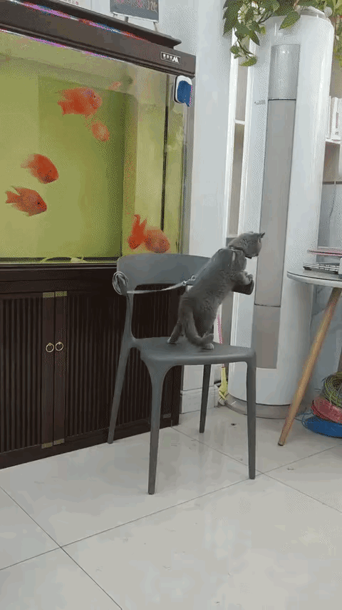 不作死就不会死，这句话用在这个猫身上，在合适不过了。