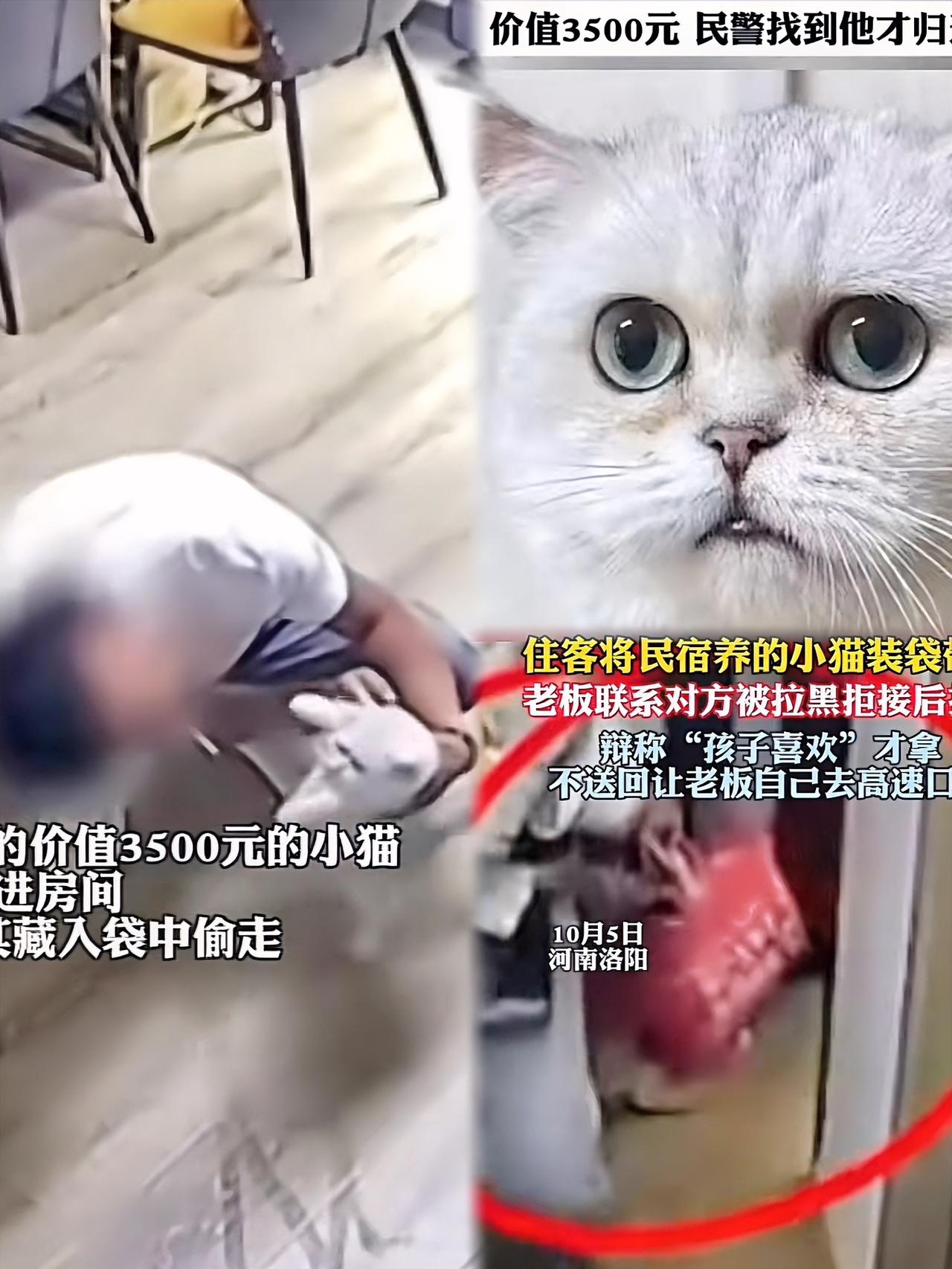 民宿老板查监控时，
心都跟着颤了！
带娃住店的客人，退房前竟把民宿的猫，塞进帆布