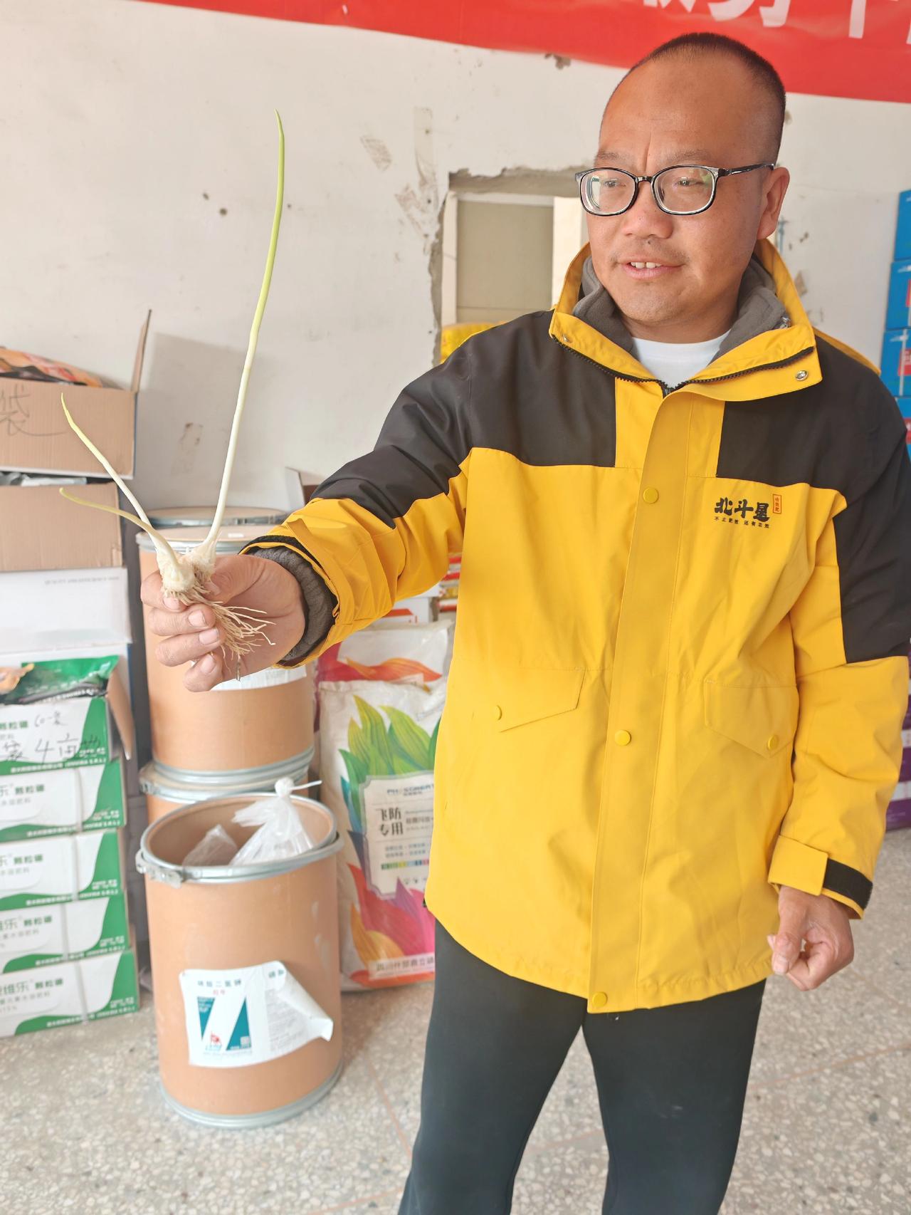 中熟蒜马上要出蒜苔了