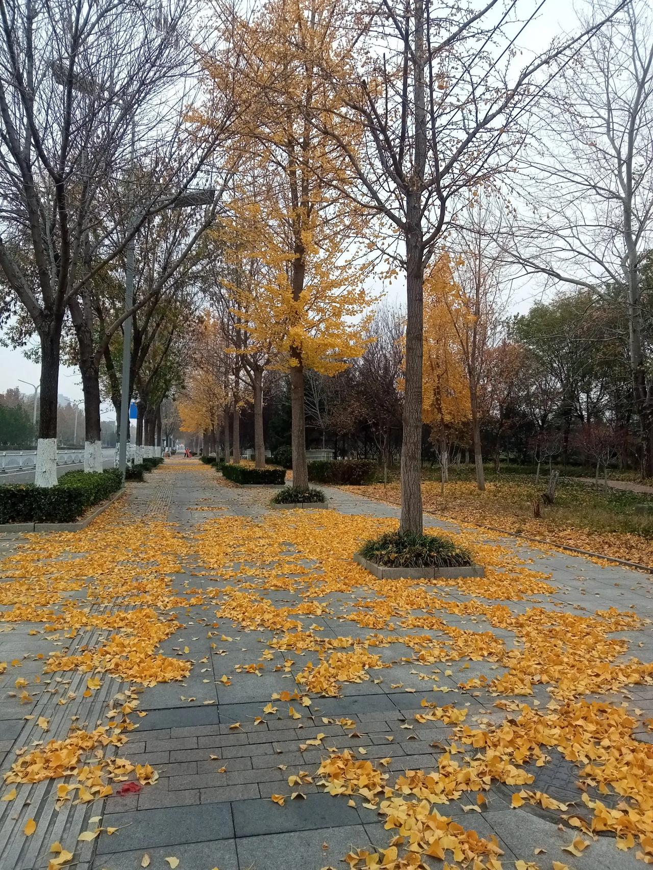 今天晨练路上，看到银杏金黄色的树叶落了满地，那景象简直绝了！就像给大地铺上了一层