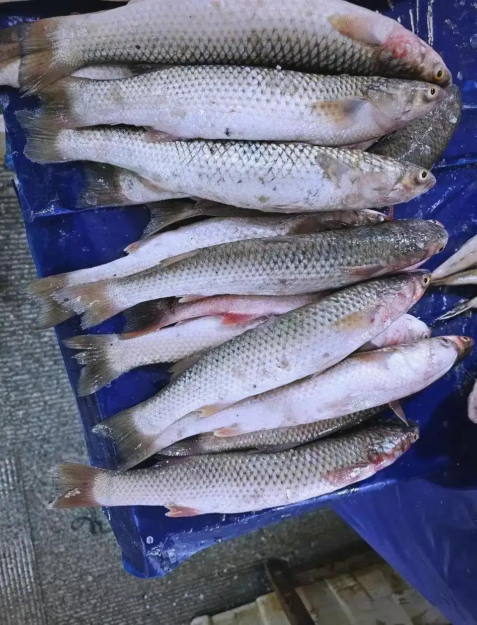 真的是有好东西捡啊！
1月19日，一媒体报道，由于天气太冷，天津滨海公园被冰封，