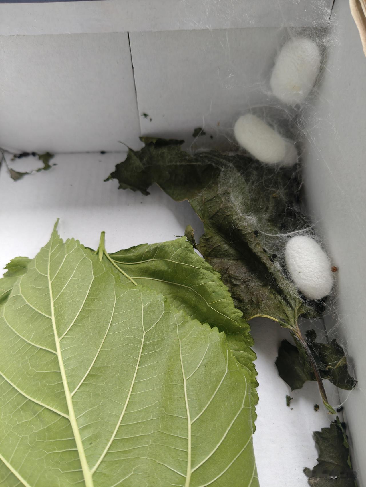 生物界的优胜劣汰，连蚕也是……

三年级小女儿养的蚕宝宝，前段时间学校里面发给的