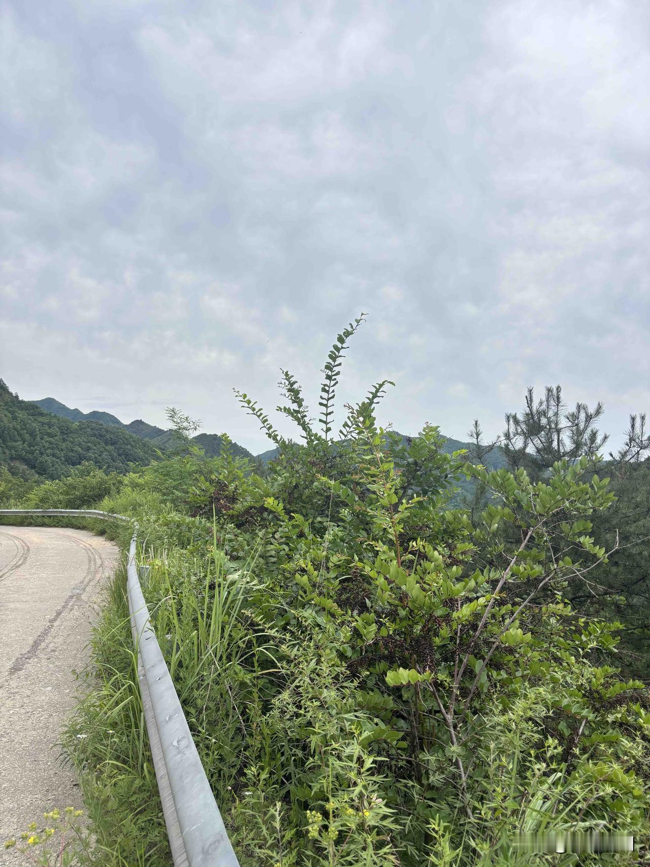 商洛牧护关镇有几条深沟呢？这是韩胡路半山坡上，从这里可以看到韩峪川村，四周被群山