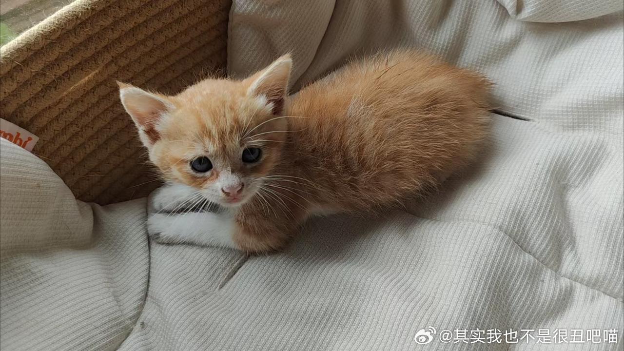 49927【领养贴】猫咪领养 🐱江苏领养 坐标苏E，笨蛋小橘子大雨天不会找地方
