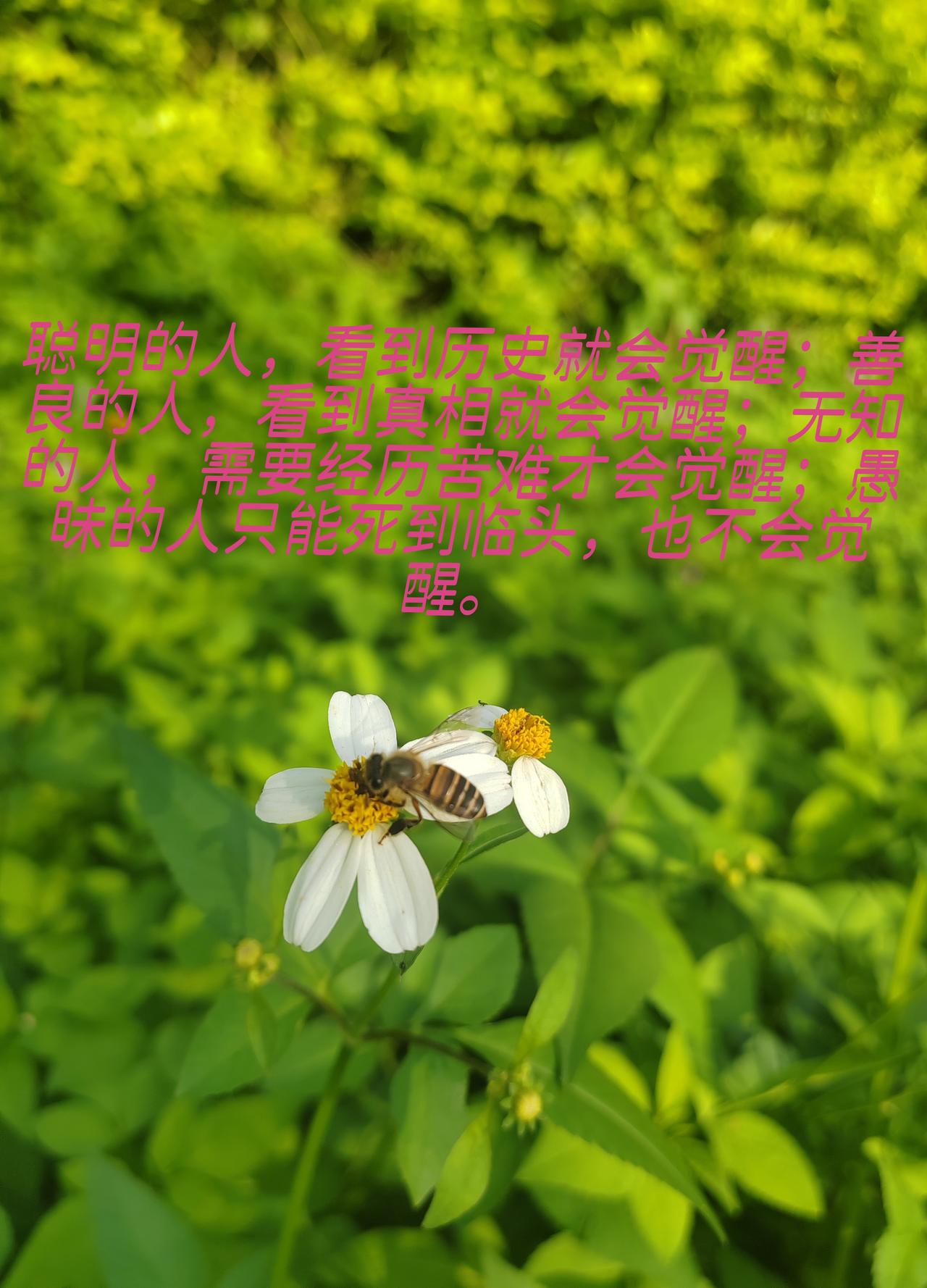 聪明的人，看到历史就会觉醒；善良的人，看到真相就会觉醒；无知的人，需要经历苦难才