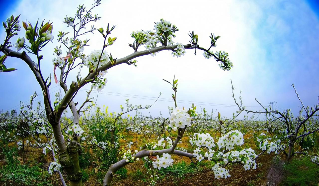我昨儿带娃去上庄，好家伙，千亩梨花全开炸了！风一吹那花瓣哗哗往脸上扑，跟下大雪似
