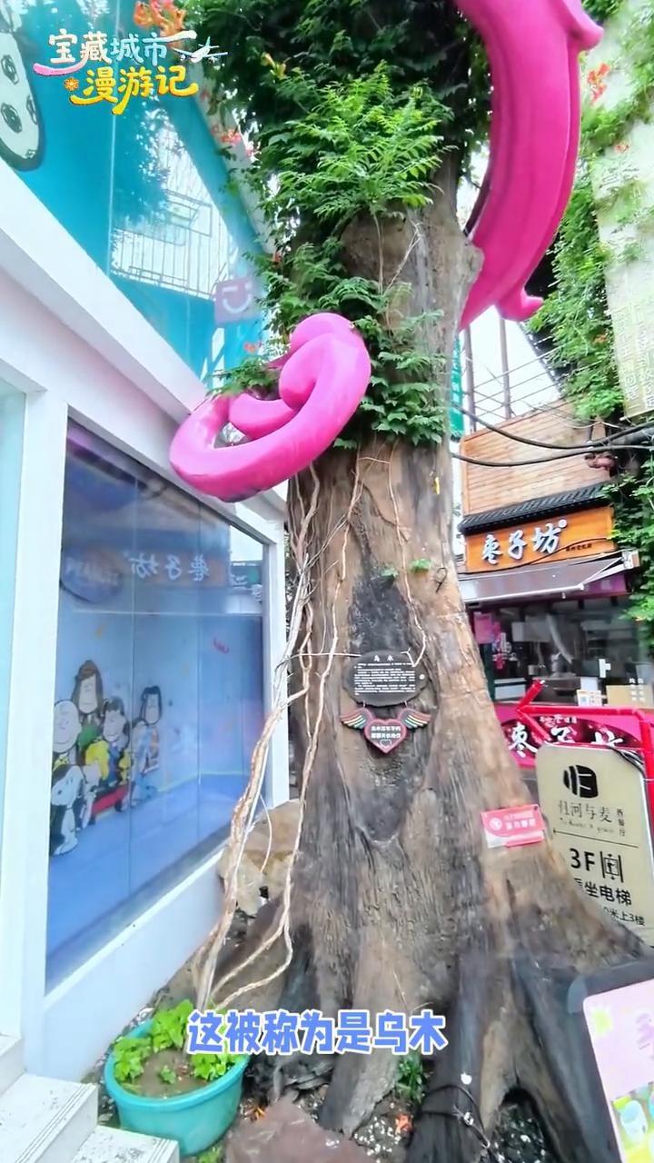 漫游记：植物瑰宝。
在郑州留下美好的记忆，看看这棵树，这被称为是乌木，乌木万年不
