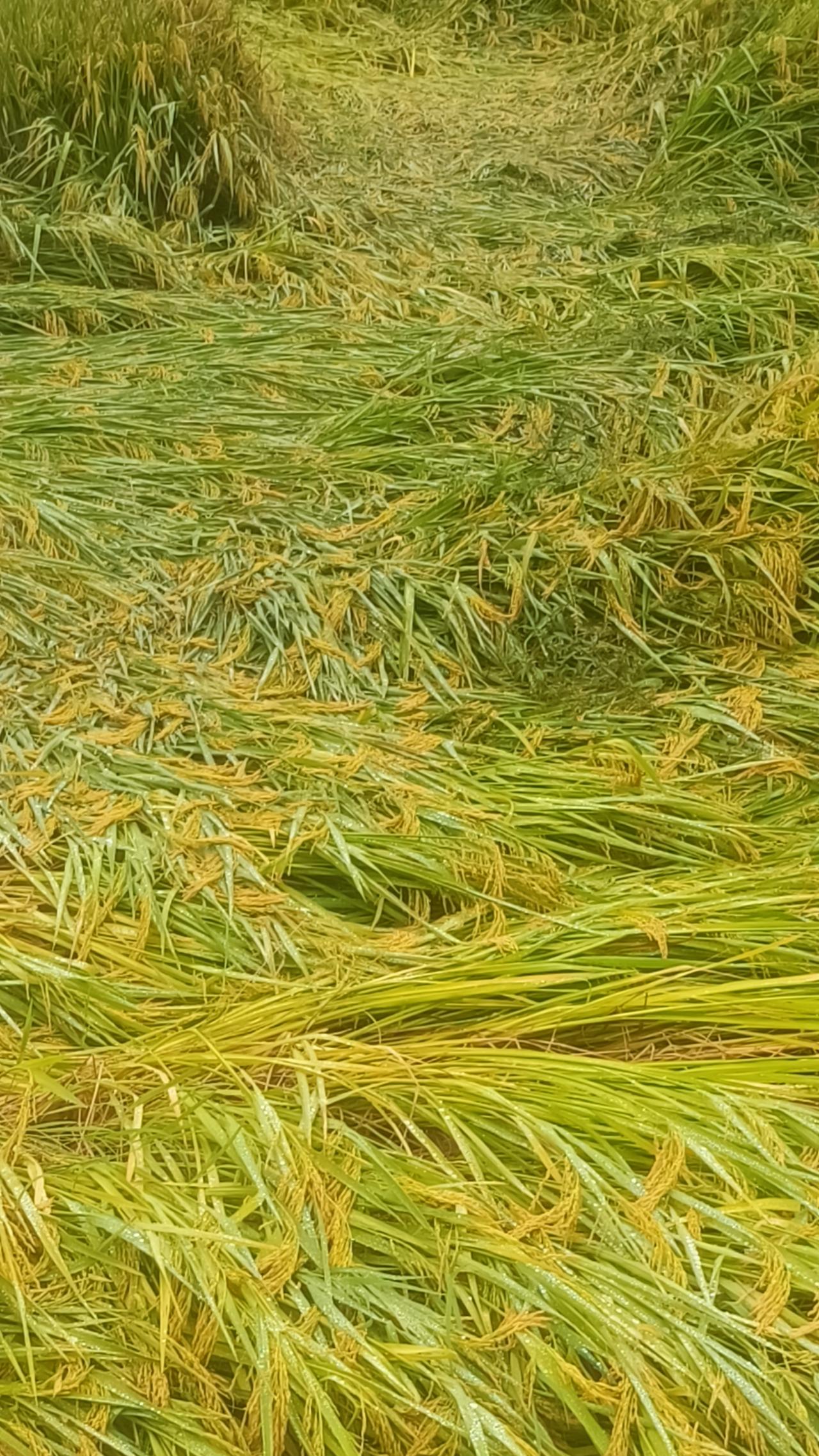 今年的稻谷估计连去年1/3的收成都不到。
前一段时间稻谷开花的时候太干，将近40