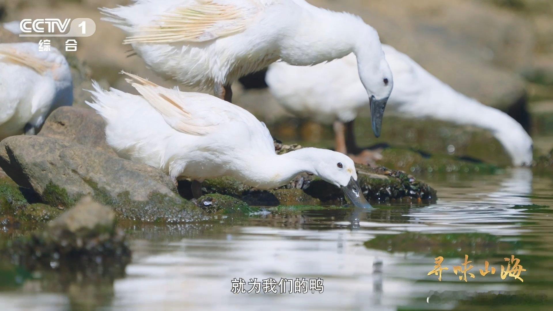 喝山泉水吃蚌螺的鸭子有多鲜离开家乡就会褪色的连城白鸭 武夷南端丹霞秘境的馈赠，连