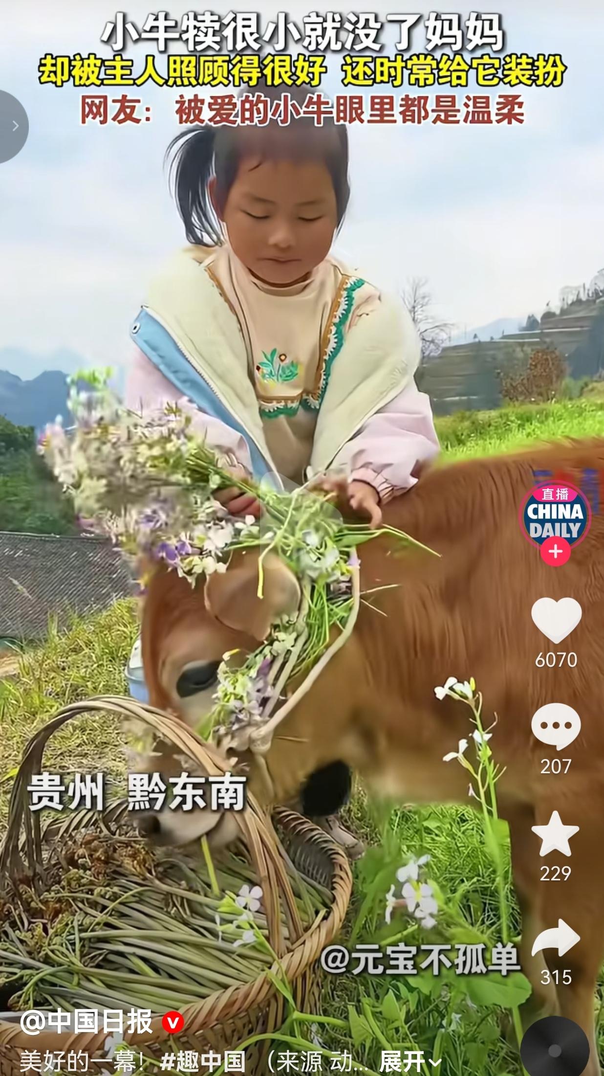 贵州这头小牛，活成了多少人羡慕的样子！
 
贵州黔东南的大山里，一头没妈的小牛犊