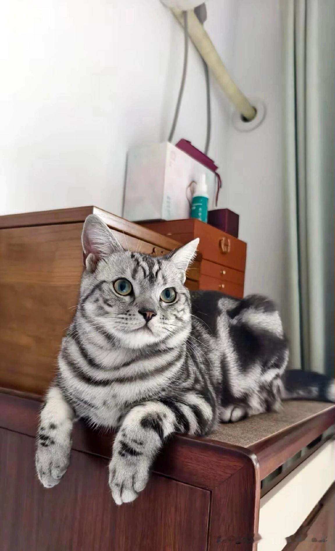 流浪猫入户指南，新手看过来，别让好心变成伤害有好几个朋友留言说，散步遇到猫猫，跟