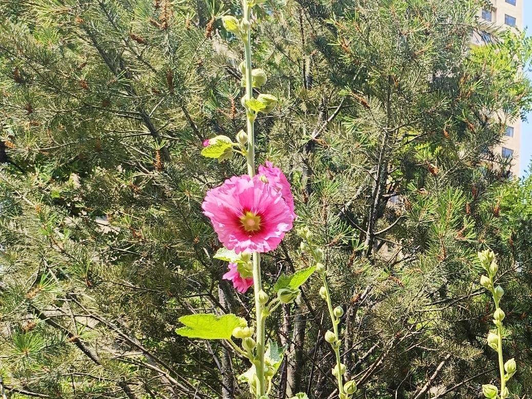 花儿总要绽放，即使独自美丽，依然无悔。
