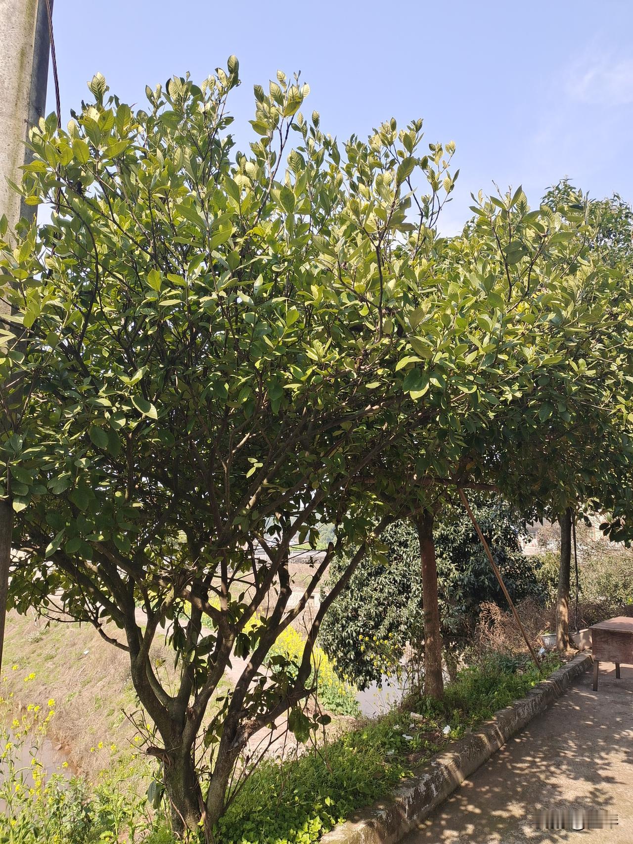 乡村一隅

  墨琴

晴川如镜照村居，浅碧深红染画书。
菜甲凝金风细细，豆花着