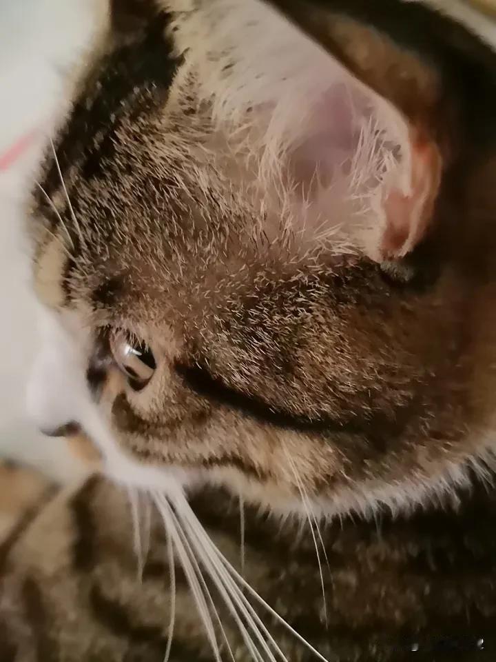 晒出生活中可爱的猫咪我家的猫🐱可爱不，这一阵安静了许多，一到晚上，它都精力充沛