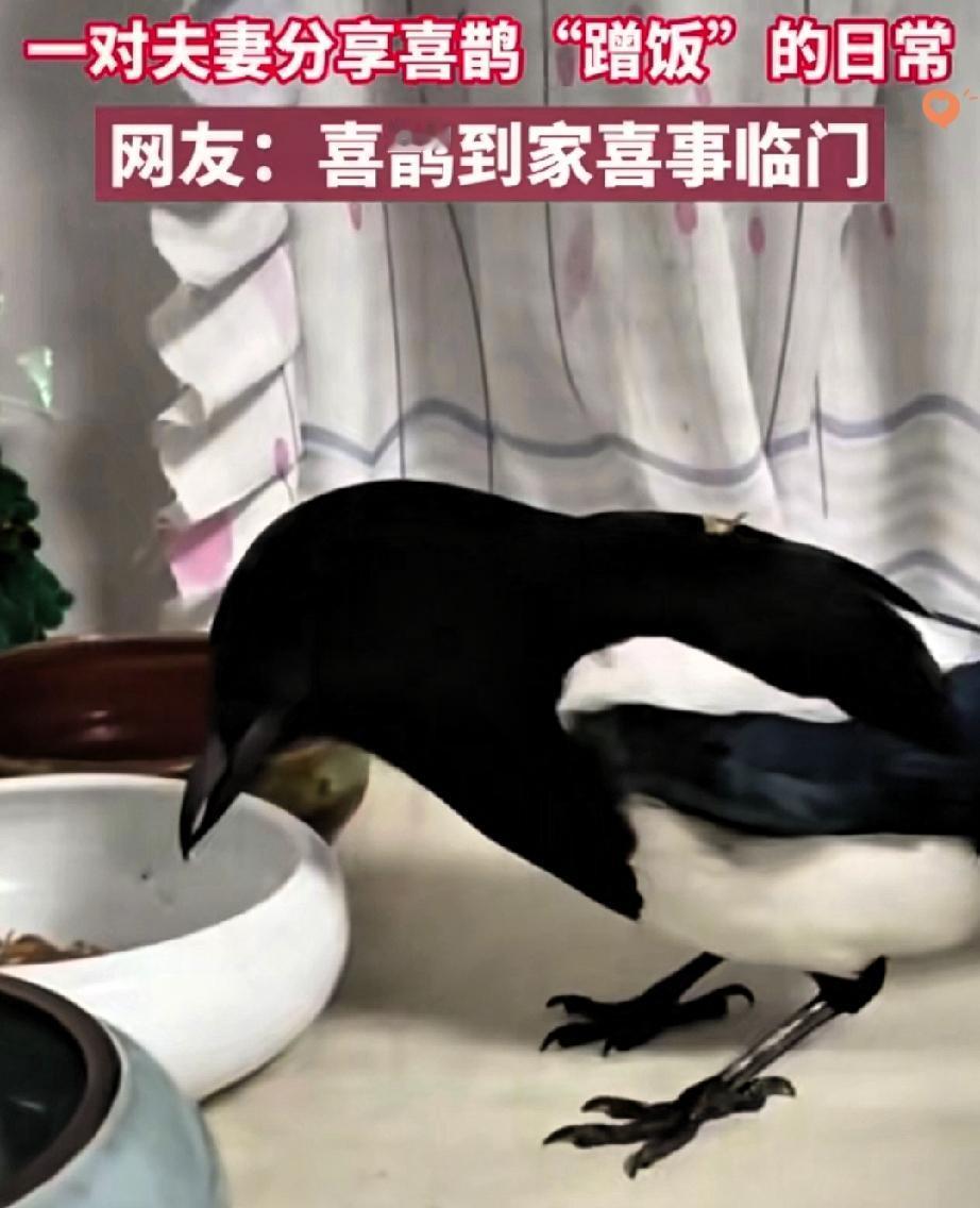 “太有灵性了！”
徐州褚先生投喂喜鹊，竟投喂出一家四口的专属羁绊，这哪是蹭饭，分