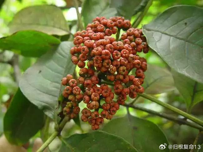 吴茱萸外敷治小儿病有奇效 吴茱萸别名吴萸、茶辣等。中医认为，吴茱萸性味辛苦，温，