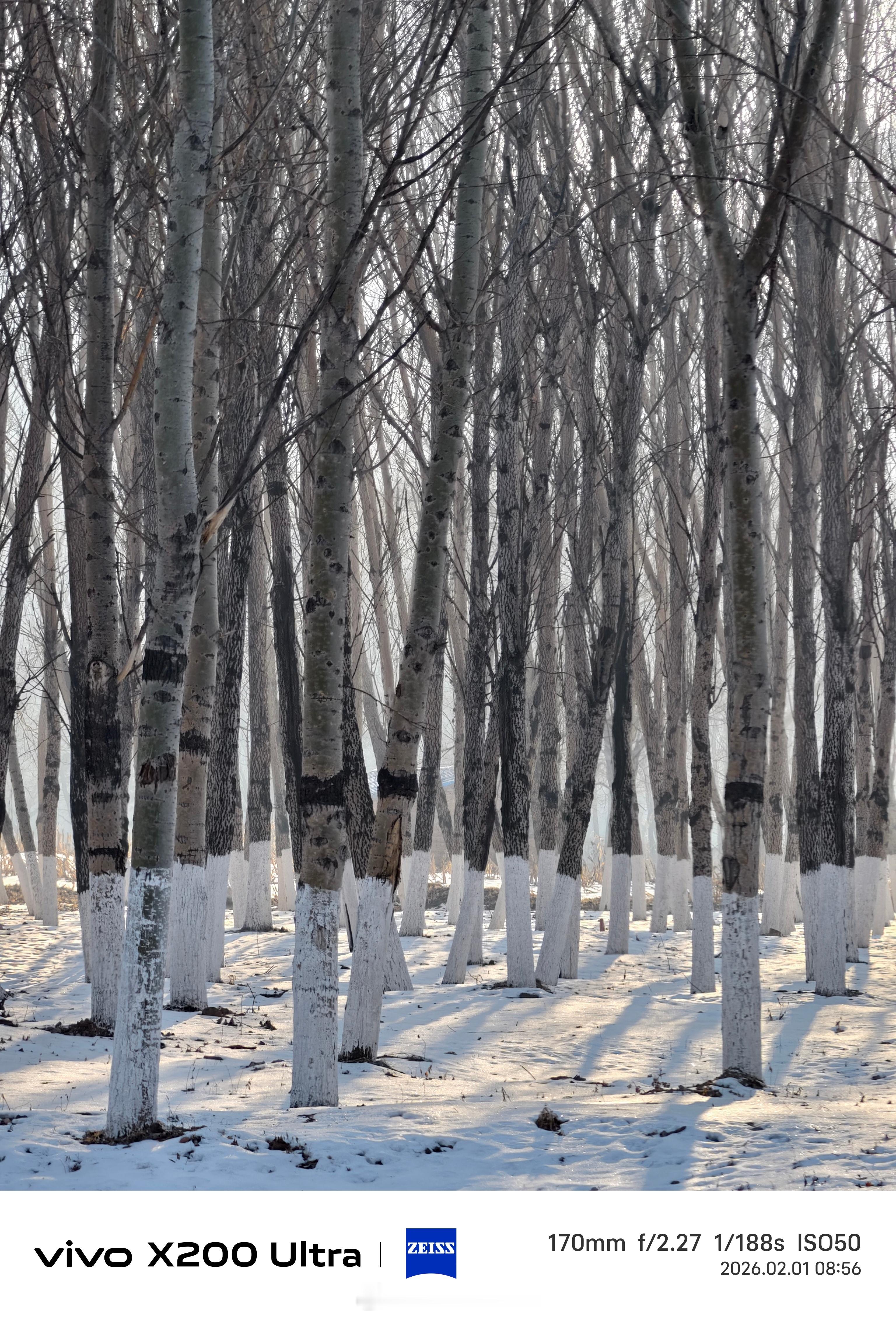 早上送孩子发现路边有一片树林很有东北林场的感觉对比了下以前去漠河白桦林的照片城里