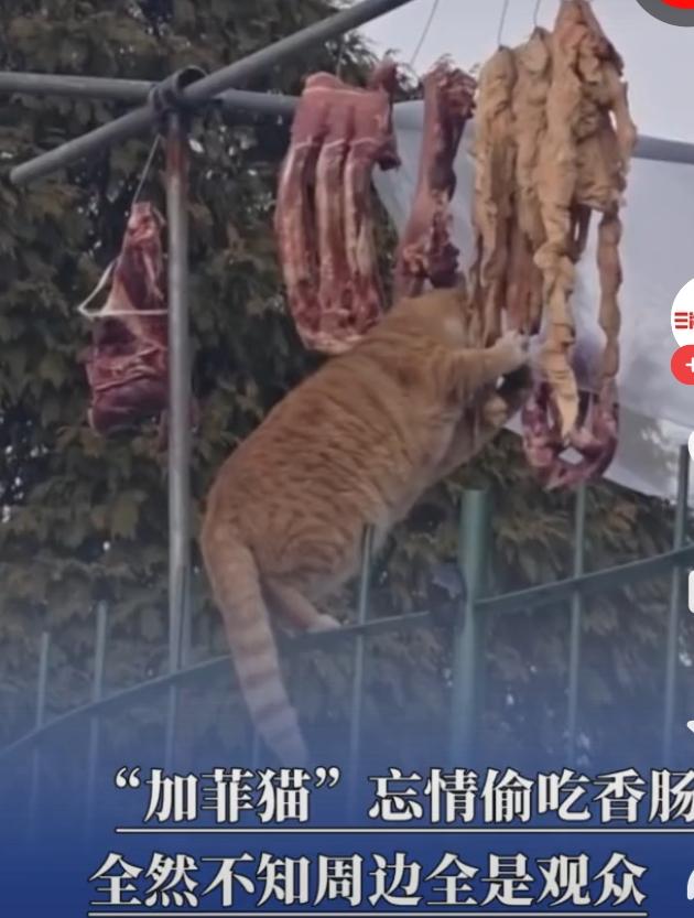 猫猫忘情偷吃香肠不知周边全是观众
偷肠记
 
午后的阳光懒洋洋地洒在院子里，晾晒