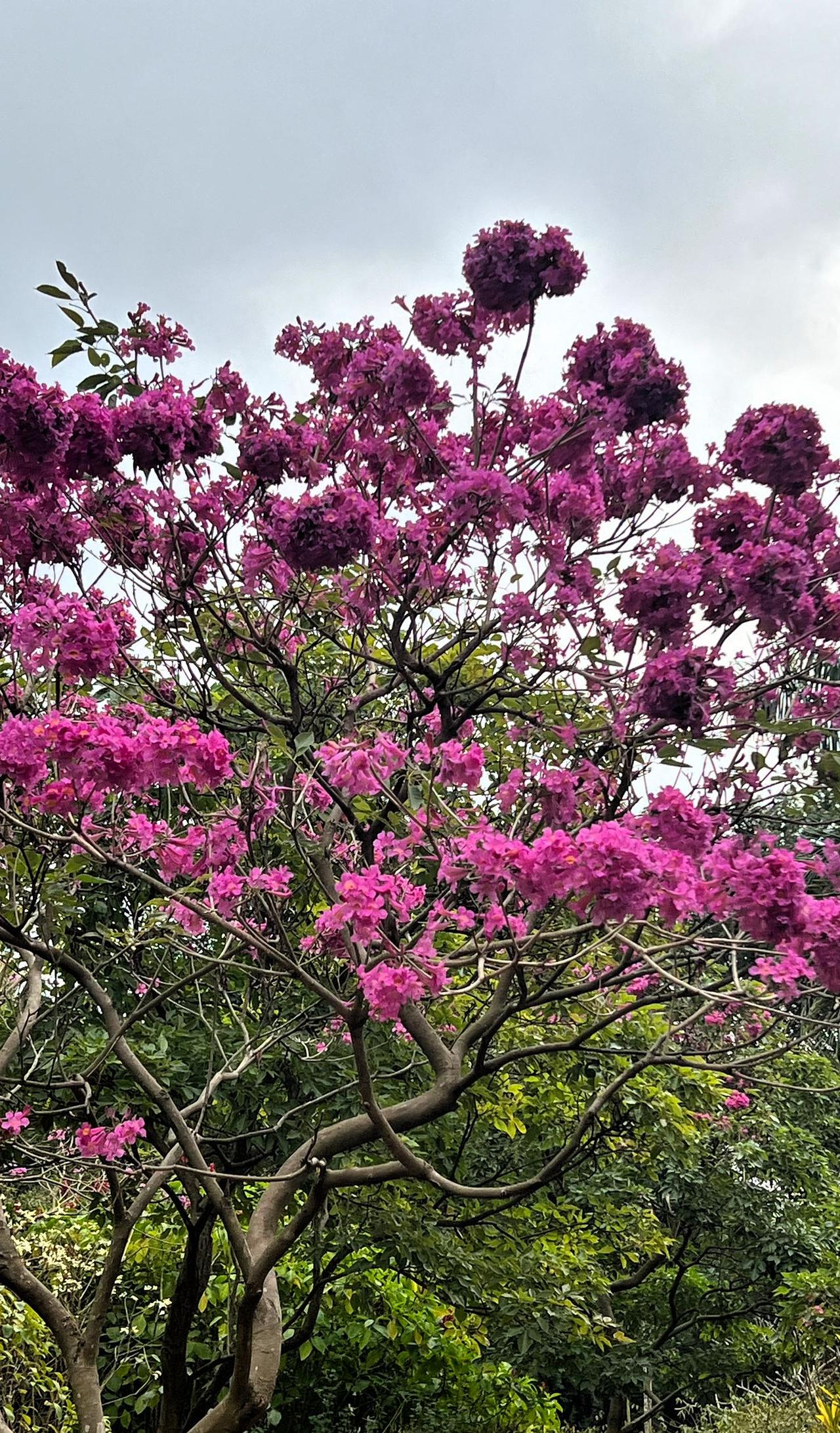 华南植物园的紫花风林木，枝繁叶茂，繁花似锦、靓丽迷人，是一道独特美丽的风景线。
