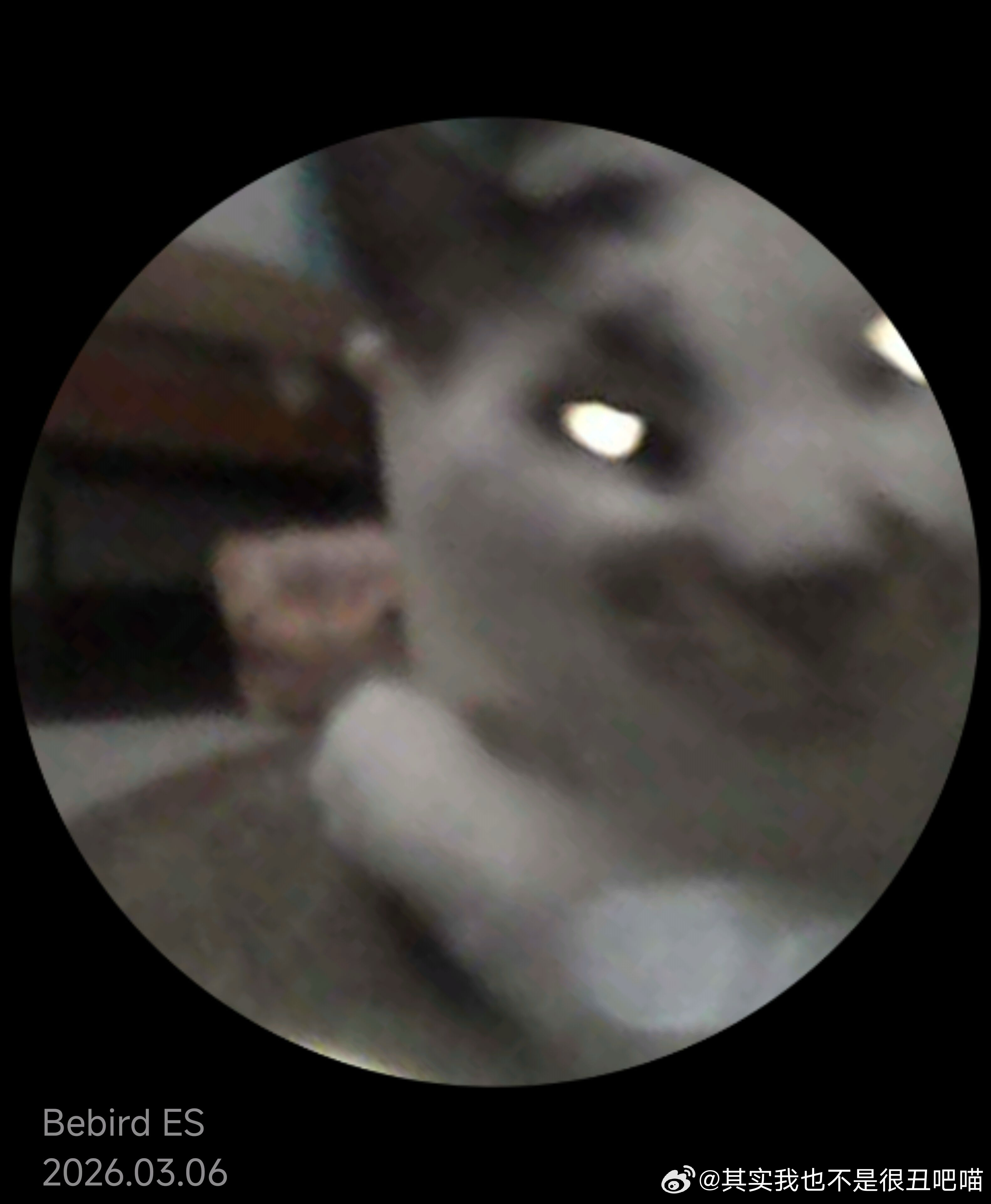 49215【丑猫】欢迎登陆挖耳勺视角 