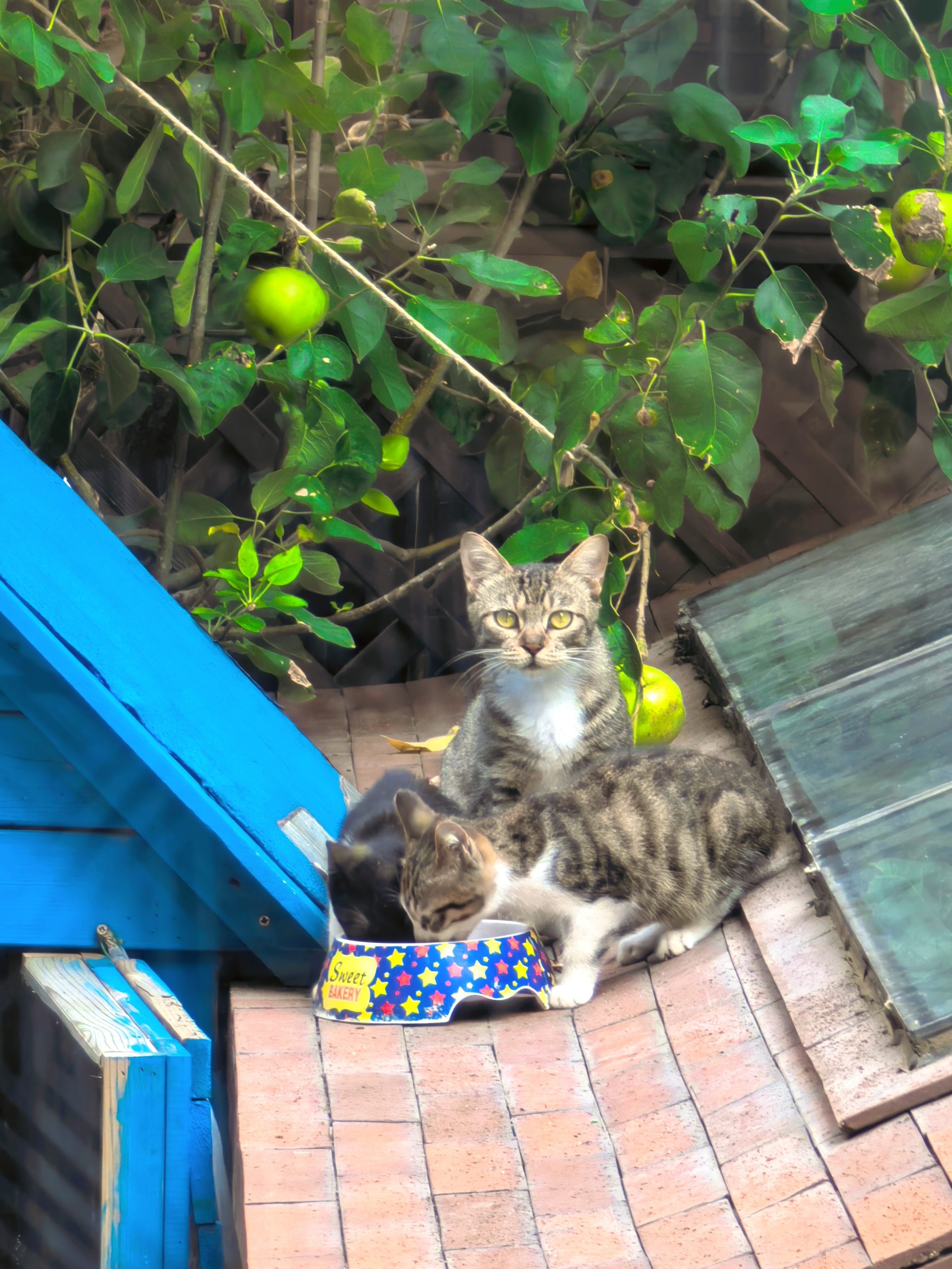 我喂养的三只可爱流浪猫真可爱……[喵喵][喵喵][喵喵] ​​​