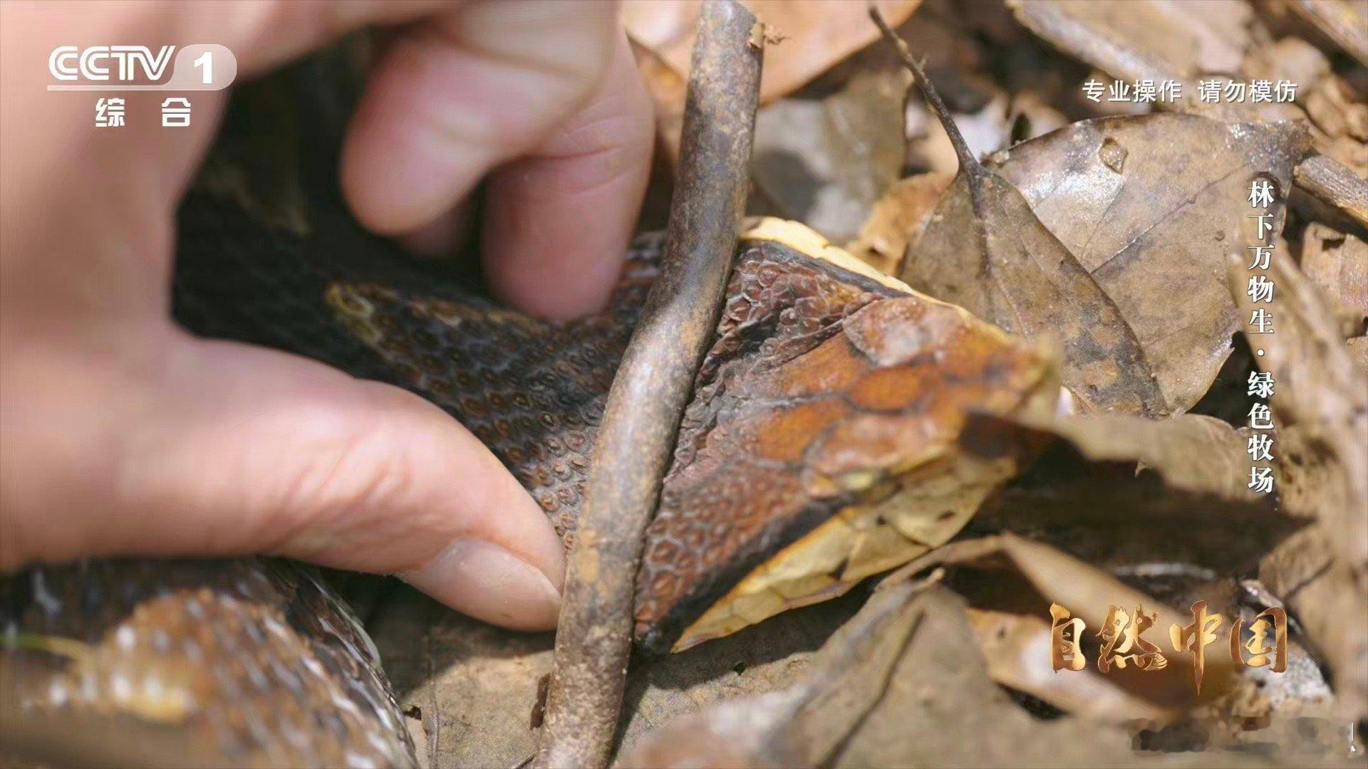 能晒太阳躲雨的仿生态蛇园啥样 这是为蛇打造的“五星级疗养院”！在湖南永州，人们不