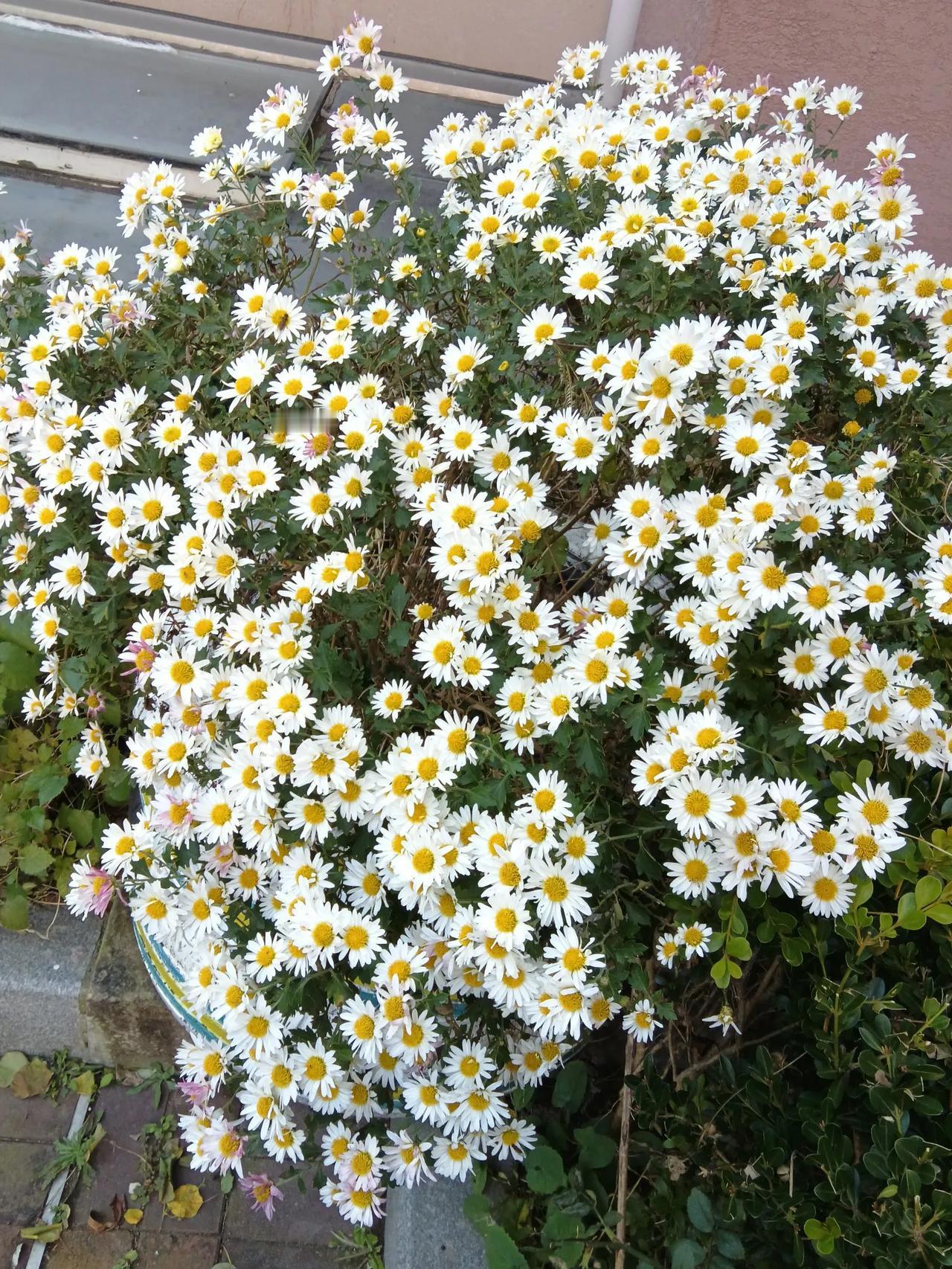 小山菊都开花了，冬天来了…