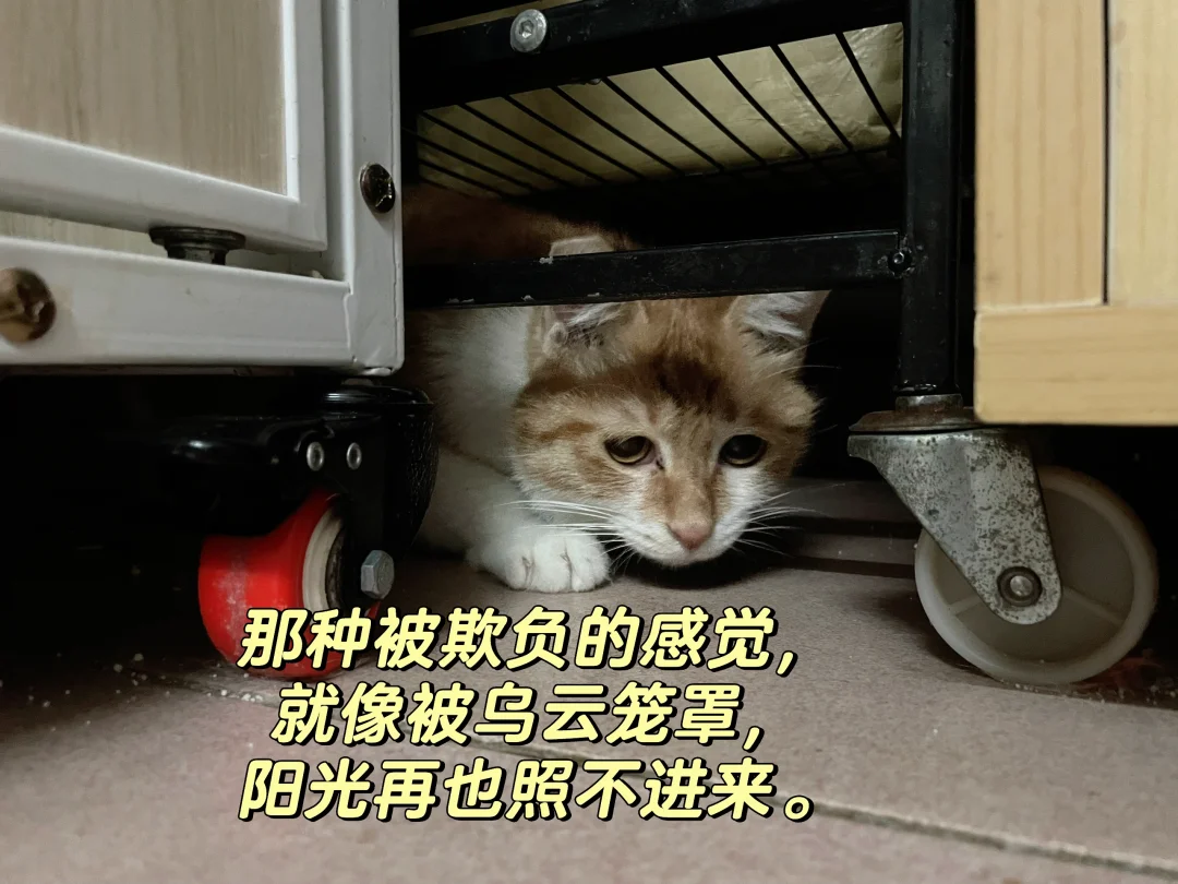 广州天河乖巧橘猫领养贴，每天被恶猫欺负吓得呱呱叫。毛掉一地，不是关笼子...