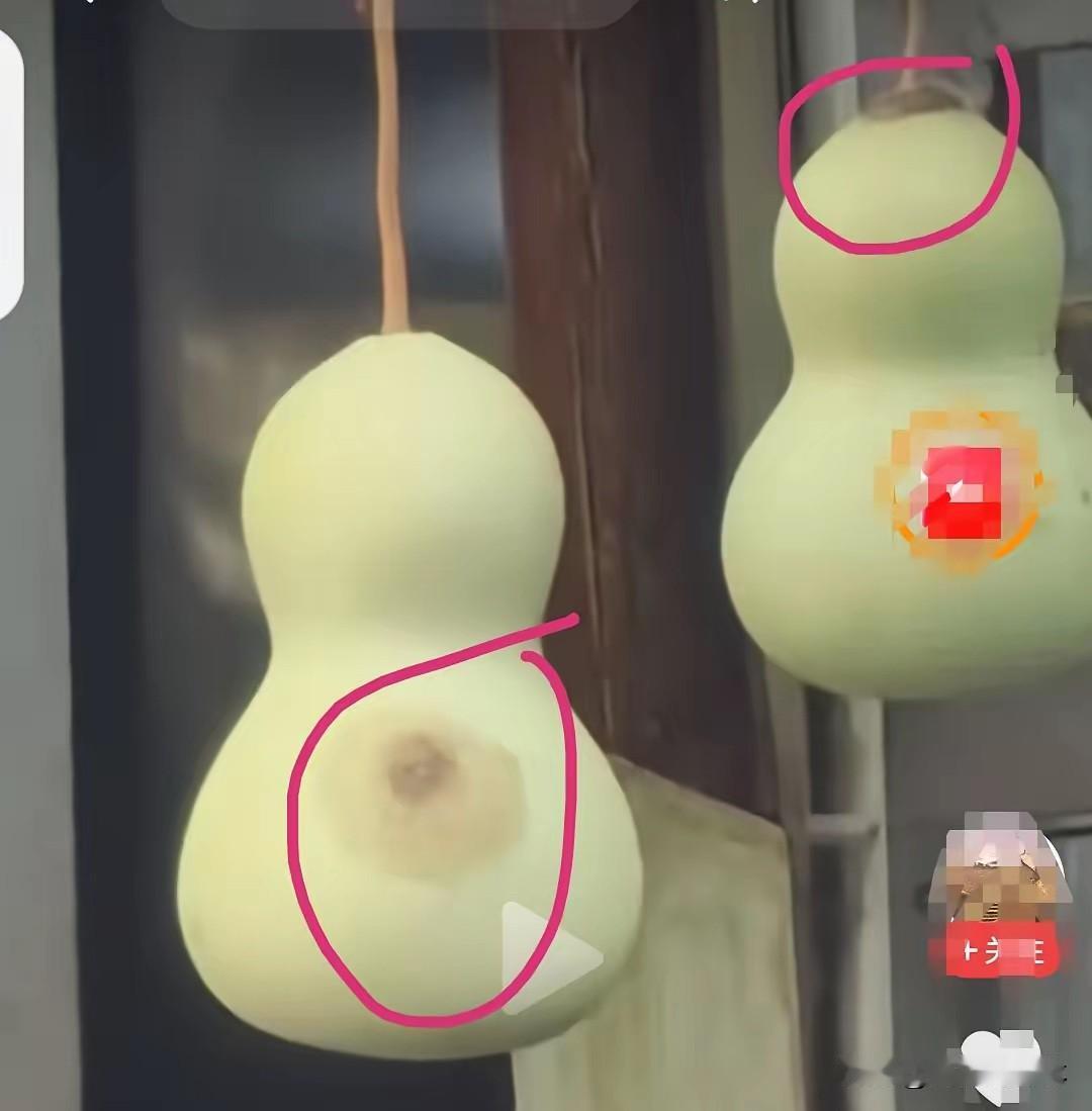事出反常必有妖。

绍兴书圣故里探花桥边，
陈金敖老人亲手种出的七个青葫芦，
原