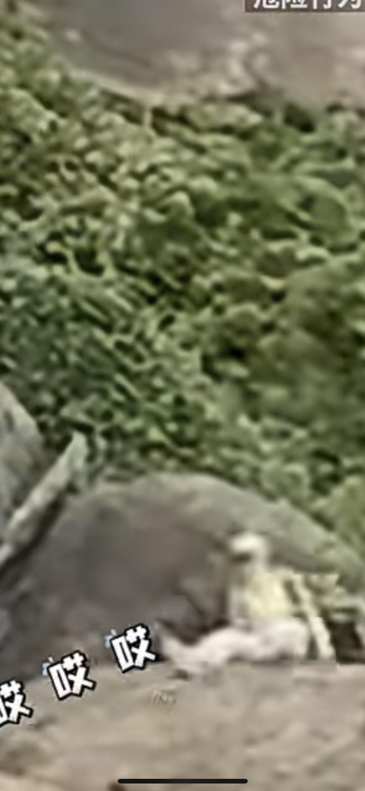 11月16日江西，女子爬山时在石头上跳跃，大喊“我来个跳的” 后不慎摔落，目击者