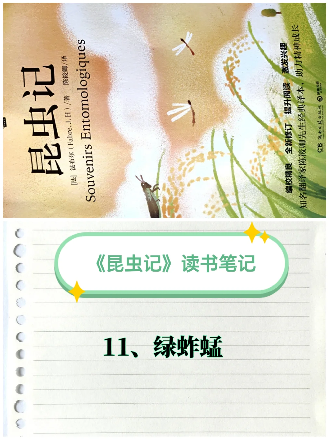 《昆虫记》笔记（11）：绿蚱蜢