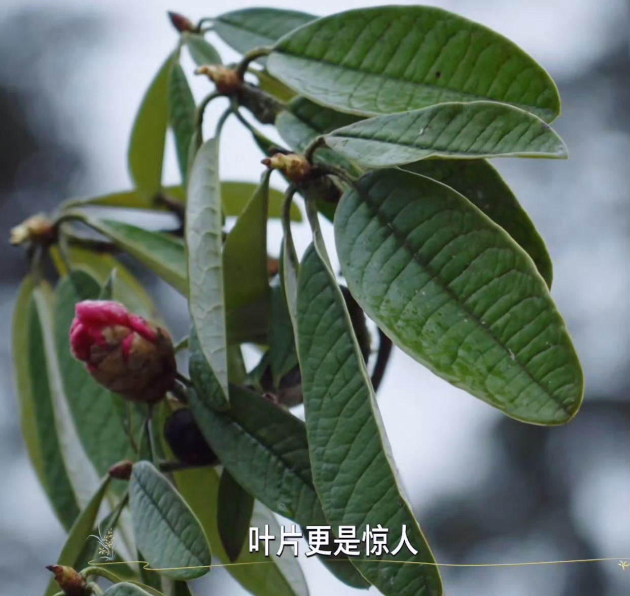 第一次见叶子比脸还长的花有一种小花总是“愁眉苦脸”的表情像极了打工人，它叫三色堇