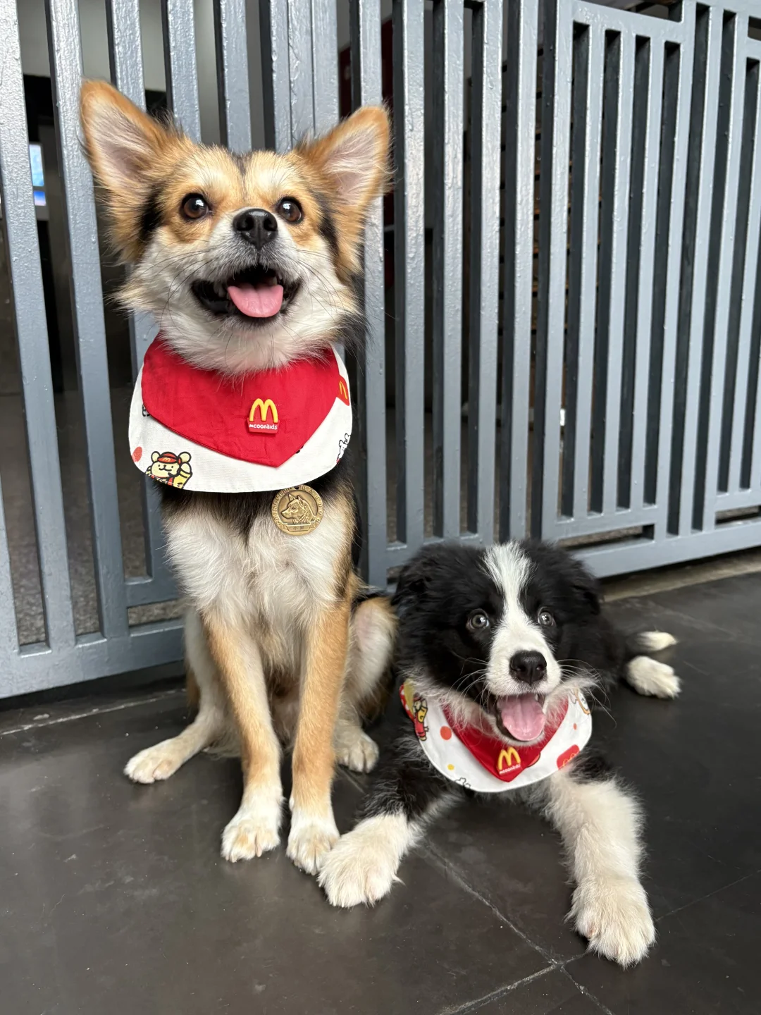 大小狗和小大狗