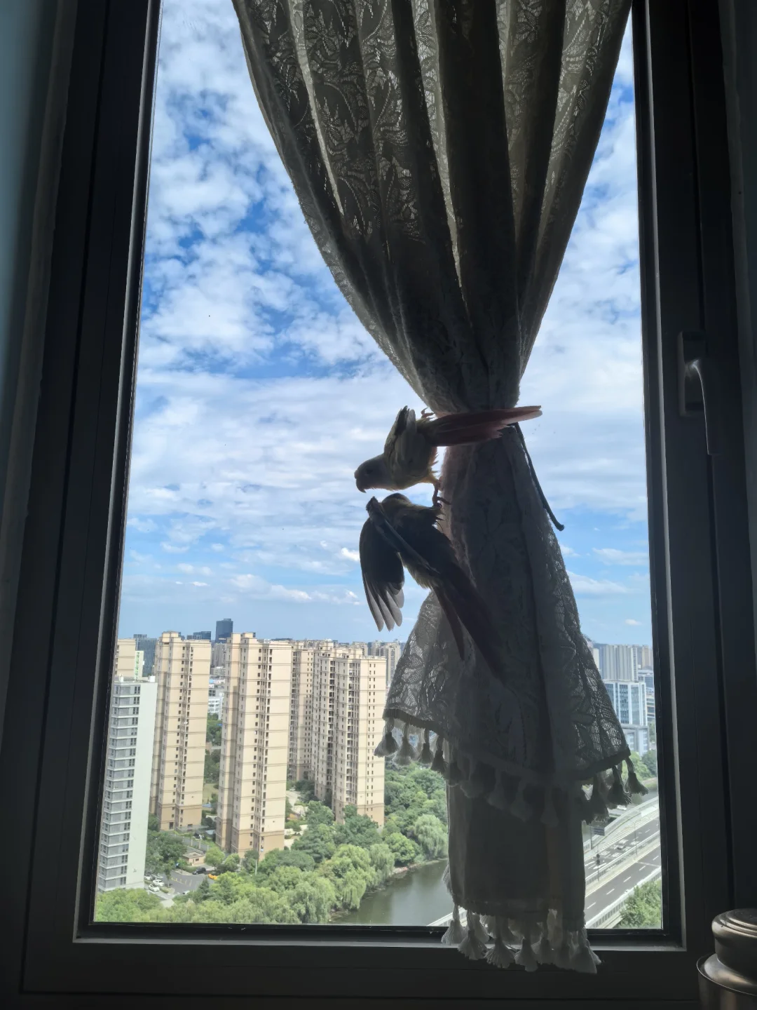 玻璃天和小鸟才最配啊